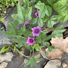 Malva sylvestris