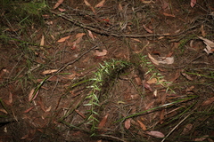 Daviesia umbellulata