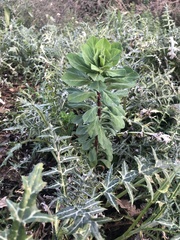 Euphorbia helioscopia
