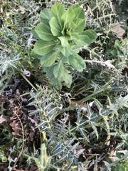 Euphorbia helioscopia