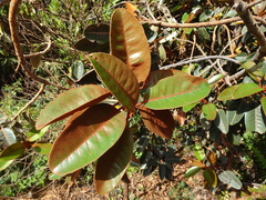 Pichonia daenikeri
