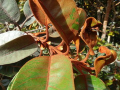 Pichonia daenikeri