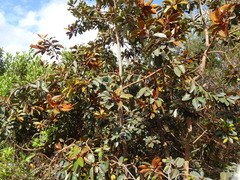 Pichonia daenikeri