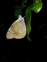 Delias nysa