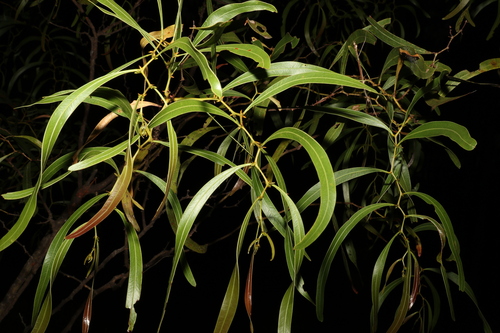 Image of Acacia macradenia by (c) Greg Tasney, some rights reserved (CC BY-SA)