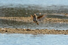 Turdus philomelos clarkei
