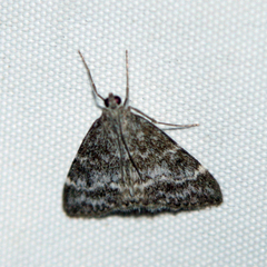 Pyraustinae