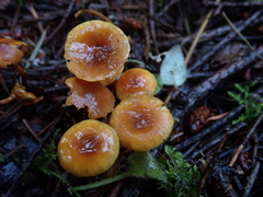 Heimiomyces