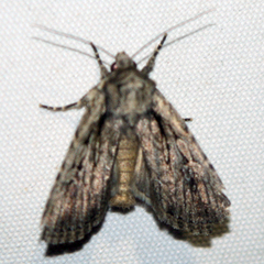 Dichagyris signifera
