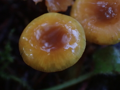 Heimiomyces