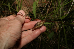 Hakea florulenta