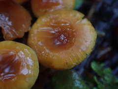 Heimiomyces