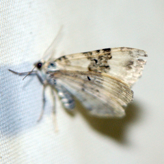 Xanthorhoe montanata