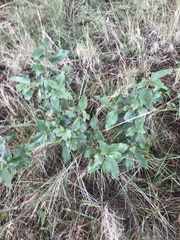 Rhamnus alaternus