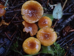 Heimiomyces