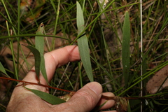 Hakea florulenta