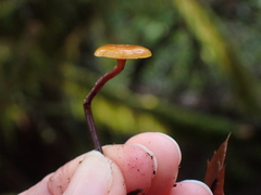 Heimiomyces