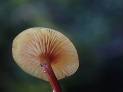 Heimiomyces
