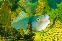 Olisthops cyanomelas