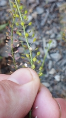 Lepidium africanum