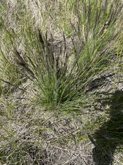 Festuca valesiaca
