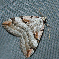 Aplocera praeformata