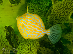 Eubalichthys mosaicus