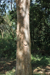 Terminalia arjuna