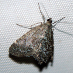 Pyraustinae
