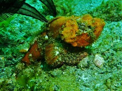Scorpaenopsis macrochir