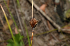 Ptilothrix deusta