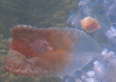 Eubalichthys mosaicus