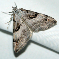 Aplocera praeformata