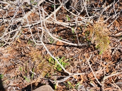 Pteridium aquilinum decompositum