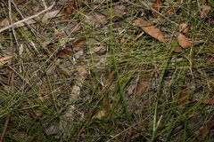 Ptilothrix deusta
