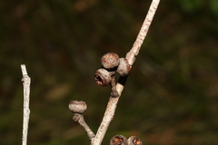 Eucalyptus tindaliae