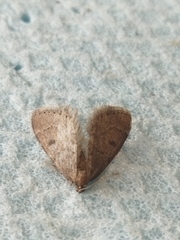 Theria rupicapraria