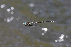 Austroaeschna pinheyi