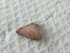 Theria rupicapraria