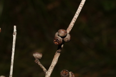 Eucalyptus tindaliae