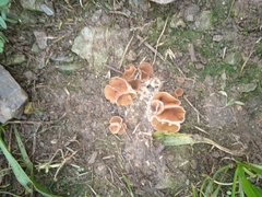 Podoscypha petalodes