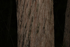 Eucalyptus tindaliae