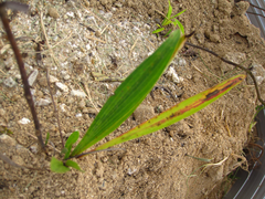 Bupleurum komarovianum
