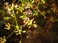 Bupleurum komarovianum