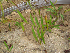 Bupleurum komarovianum