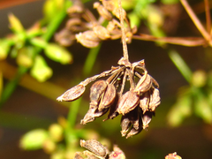 Bupleurum komarovianum