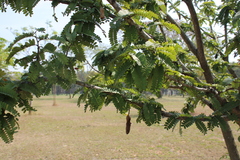 Tamarindus indica