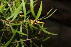Persoonia