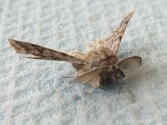 Apochima flabellaria