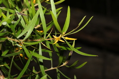Persoonia